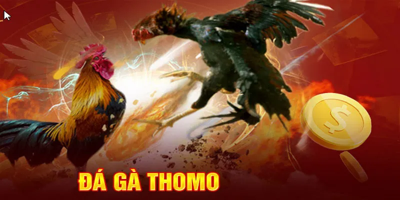 Đá gà Thomo 23win là nơi quy tụ những chiến kê máu lửa